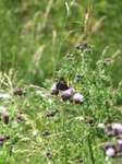 SX22902 Butterfly on thistle.jpg